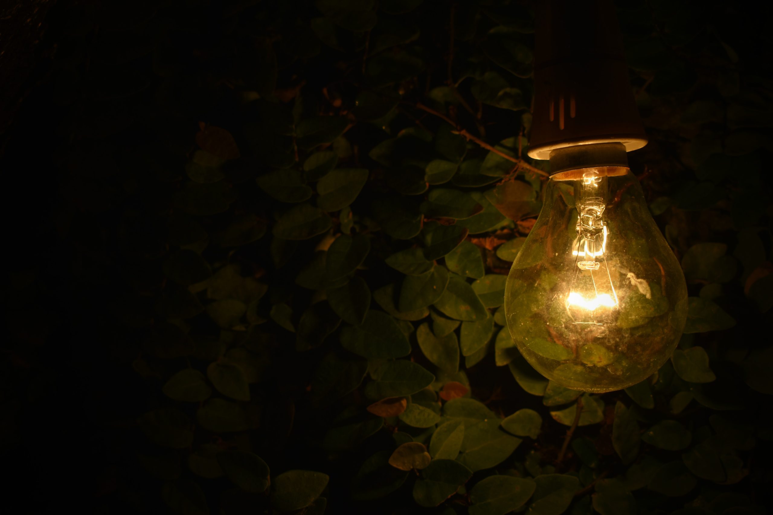 Leading the Sustainability Race: Revealing the State at the Forefront of Green Energy Innovation