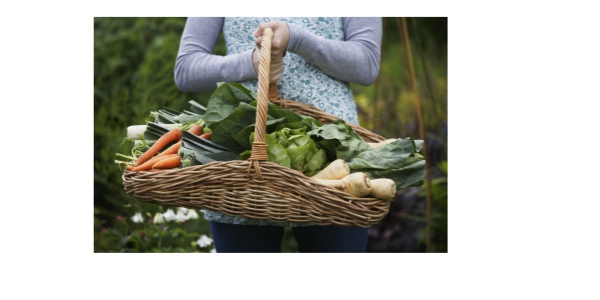 Read more about the article The Sustainable Solution: Home Gardening
